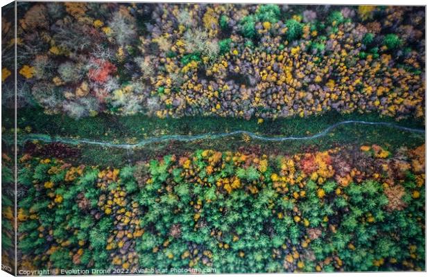 Autumnal Woodland Path Canvas Print by Evolution Drone
