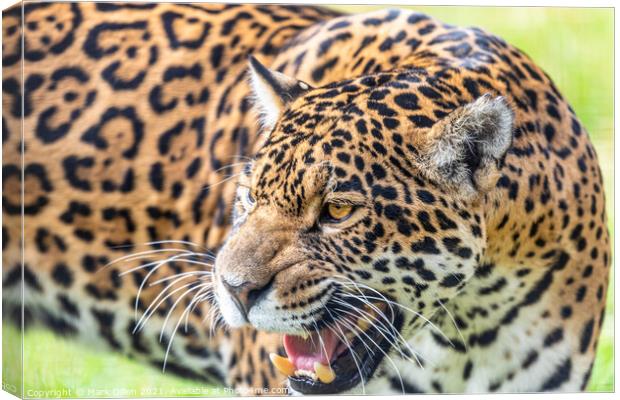 Female Leopard Big Cat Sanctuary Kent Canvas Print by Mark Dillen