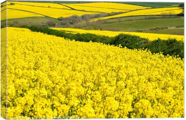 Sea of Yellow Fields Canvas Print by Roy Curtis