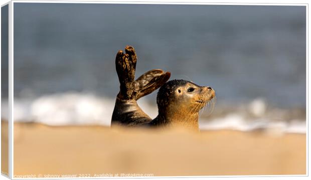 Grey Seal Doing a Mermaid Impression at Horsey Gap Norfolk Canvas Print by johnny weaver