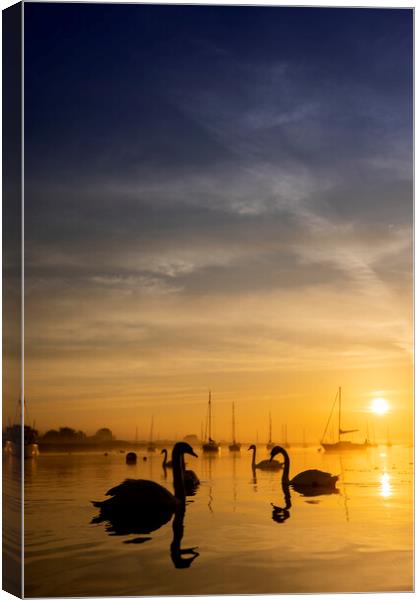 Swan Silhouette Canvas Print by johnny weaver