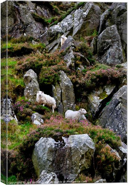 Snowdonia Sheep Canvas Print by Jim Butler