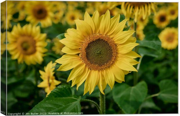 Sunflower close-up Canvas Print by Jim Butler