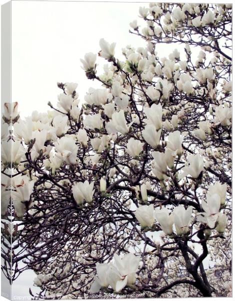 White Magnolia					 Canvas Print by Hang Tran