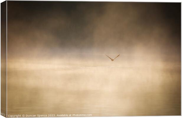 A duck in the Mist Canvas Print by Duncan Spence