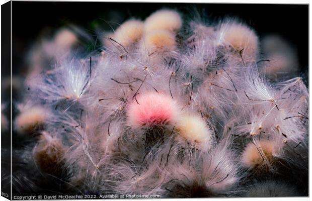 Pink Fluffy Thistle Canvas Print by David McGeachie