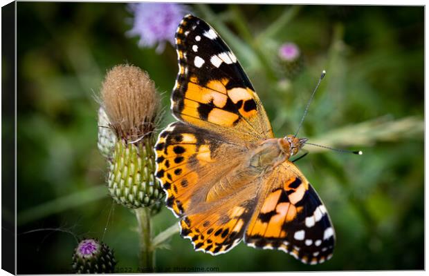 Vibrant Painted Lady Butterfly Basking in the Sun Canvas Print by David McGeachie