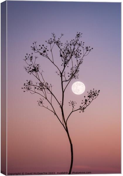 Enchanting Wolf Moon at Dusk Canvas Print by David McGeachie