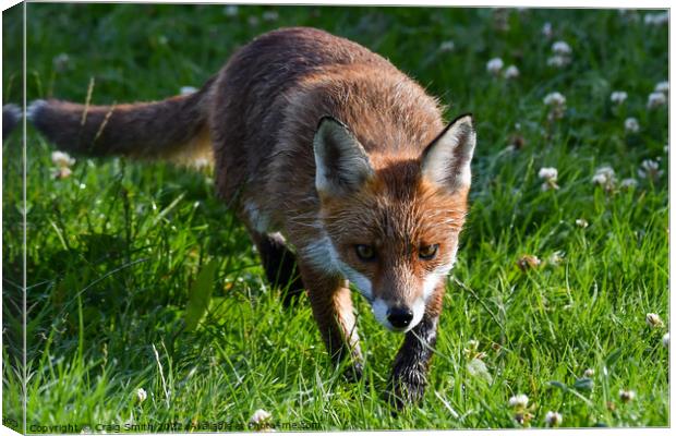 The Red Fox Canvas Print by Craig Smith
