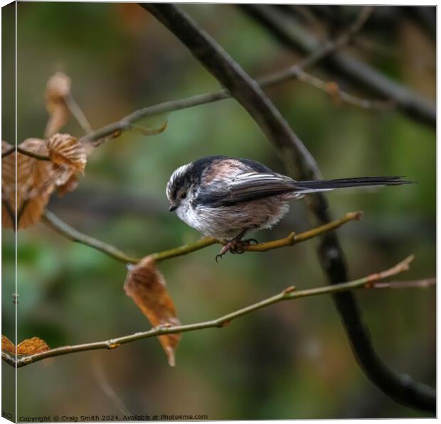 Long Tailed Tit Canvas Print by Craig Smith