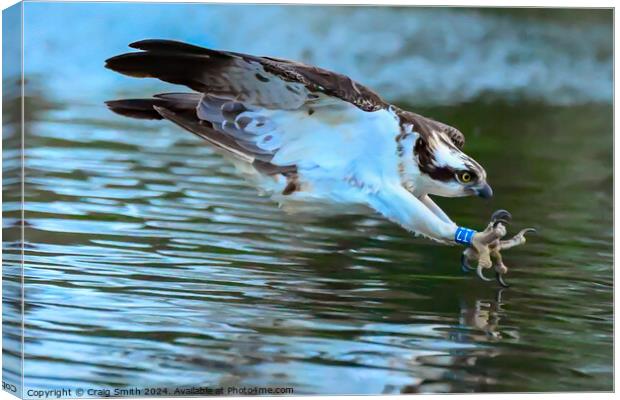 Osprey Canvas Print by Craig Smith