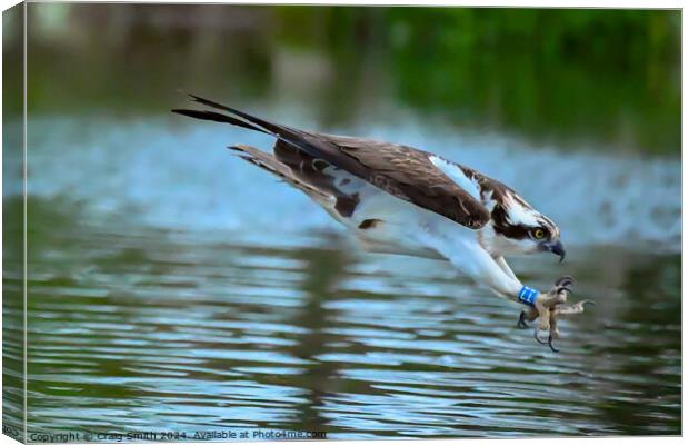 Osprey the dive Canvas Print by Craig Smith