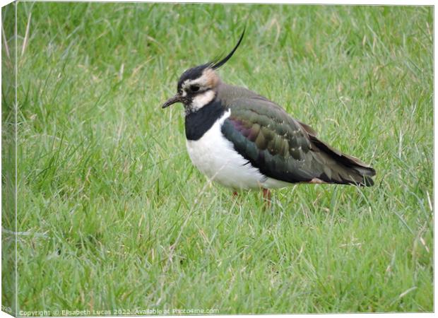Lapwing in the grass Canvas Print by Elisabeth Lucas