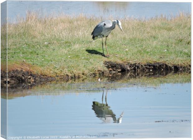 Grey Heron and reflection Canvas Print by Elisabeth Lucas