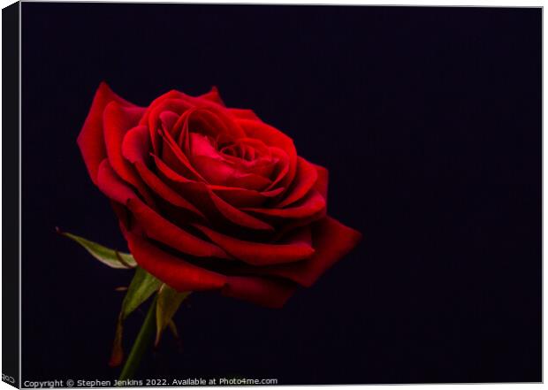  Red Rose Canvas Print by Stephen Jenkins