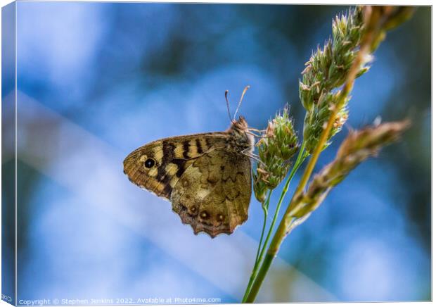 Speckled wood Butterfly Canvas Print by Stephen Jenkins