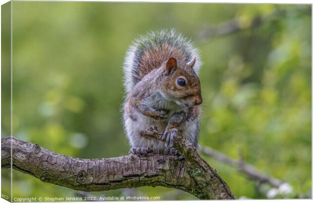Squirrel  Canvas Print by Stephen Jenkins