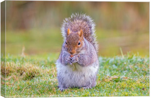 Grey Squirrel Canvas Print by Stephen Jenkins