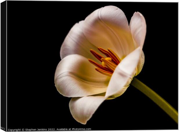 Tulip Canvas Print by Stephen Jenkins