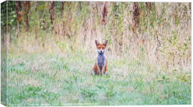 Lonely Fox Canvas Print by Stephen Jenkins