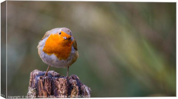 A Curious Robin Canvas Print by Stephen Jenkins