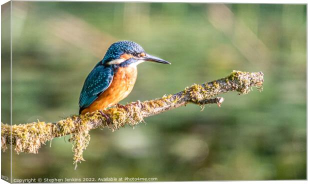 Kingfisher Canvas Print by Stephen Jenkins