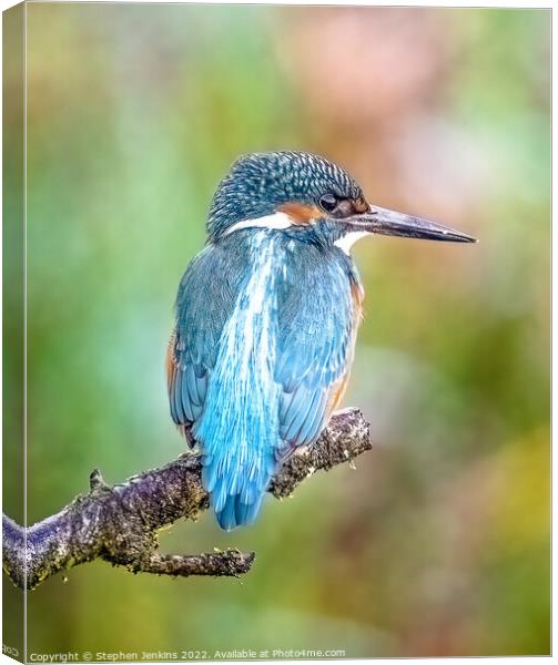 Kingfisher 1 Canvas Print by Stephen Jenkins