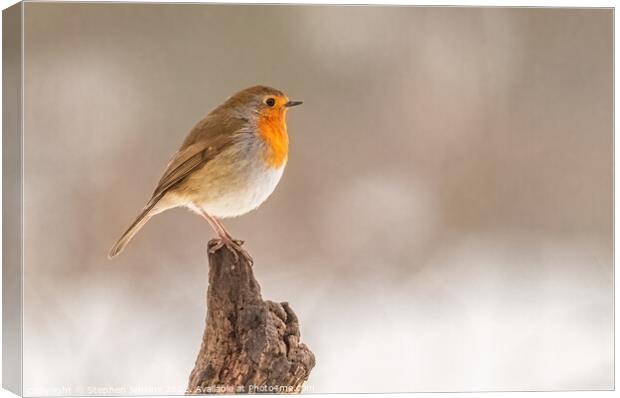 Robin Bird Canvas Print by Stephen Jenkins