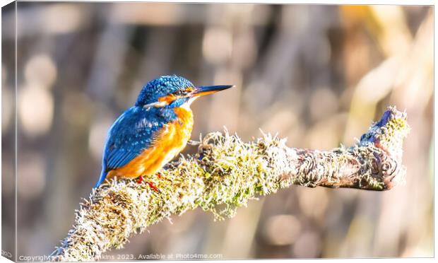 Kingfisher on its perch  Canvas Print by Stephen Jenkins