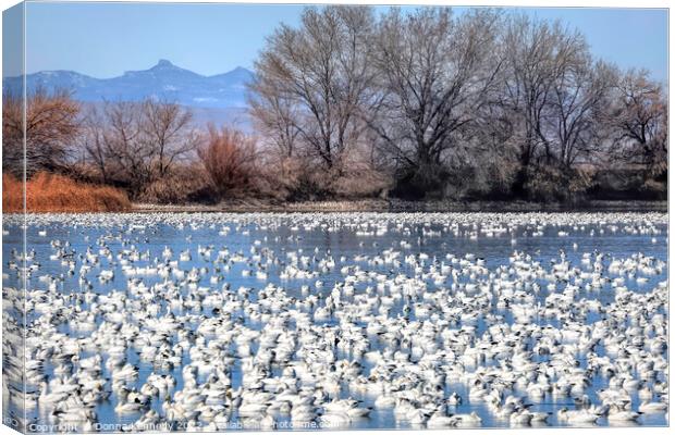 Snow Goose Migration Canvas Print by Donna Kennedy