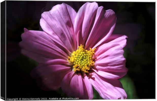 Cosmos in Morning Light Canvas Print by Donna Kennedy
