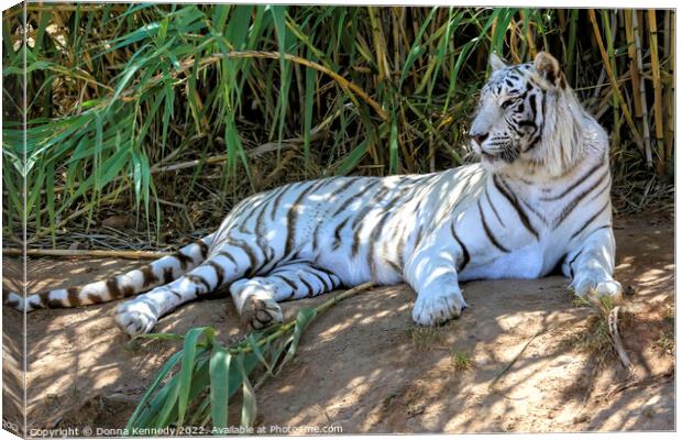 Chillin in the Bamboo Shade Canvas Print by Donna Kennedy