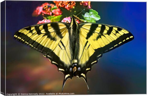 Swallowtail in Living Color Canvas Print by Donna Kennedy