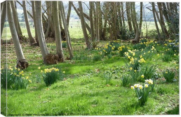 Daffodils in Copse Canvas Print by Peter Hodgson