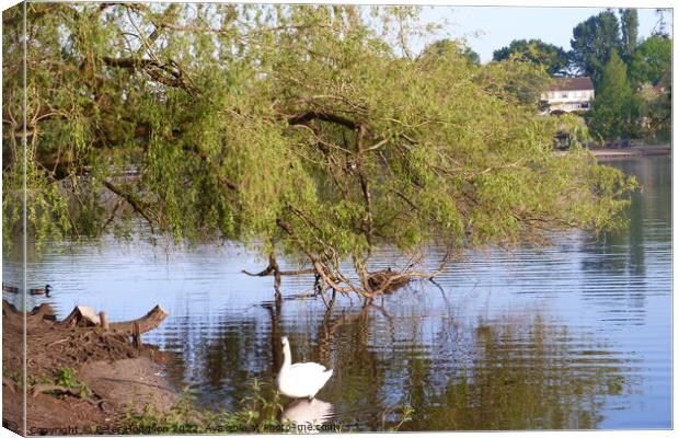 Swan enjoying the shade of the tree Canvas Print by Peter Hodgson