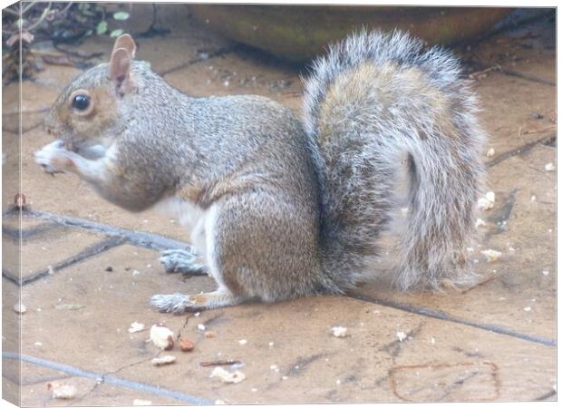 Squirrel tucking into nuts Canvas Print by Peter Hodgson