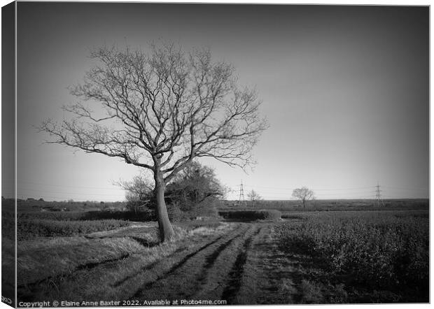 The English Countryside, Leicestershire. Canvas Print by Elaine Anne Baxter