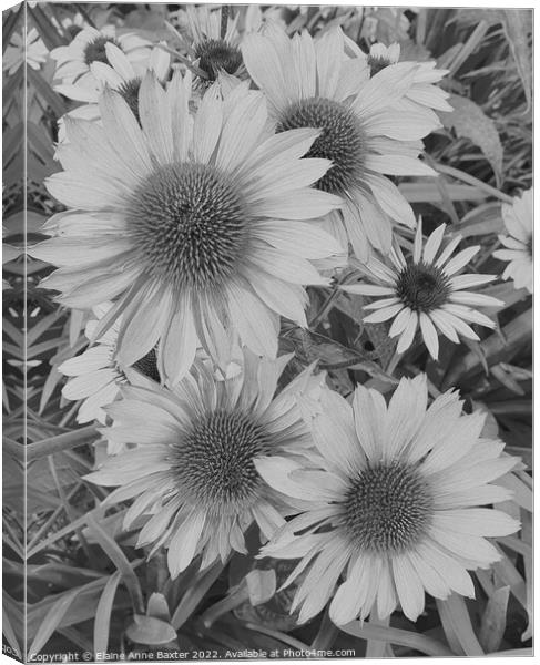Large Aster Flower Canvas Print by Elaine Anne Baxter