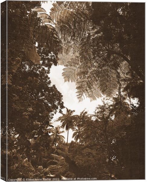Rainforest Tree Canopy Canvas Print by Elaine Anne Baxter