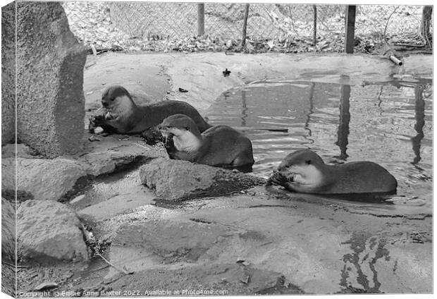 Otters at Feeding Time Canvas Print by Elaine Anne Baxter