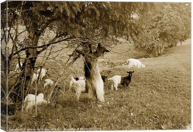 Valais Blackneck Goats Canvas Print by Elaine Anne Baxter