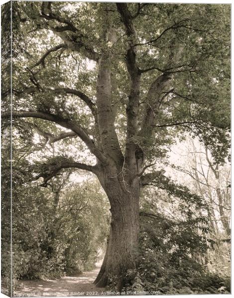 Forest Oak Tree Canvas Print by Elaine Anne Baxter