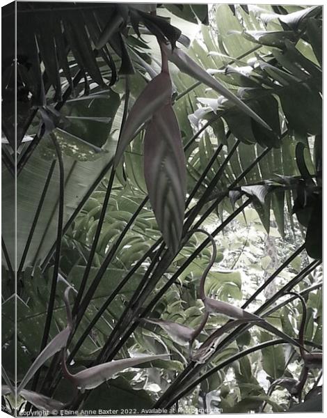 Tropical Plants in St Lucia Canvas Print by Elaine Anne Baxter