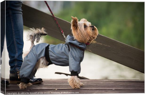 A small dog walking in overalls Canvas Print by Viktoriia Novokhatska