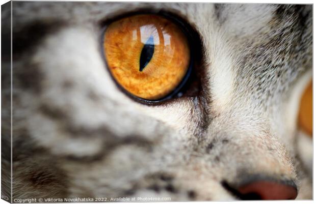 Eye of a cat close-up Canvas Print by Viktoriia Novokhatska