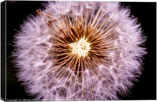 Dandelion close-up Canvas Print by Viktoriia Novokhatska