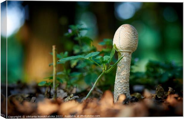 Forest mushroom in green grass  Canvas Print by Viktoriia Novokhatska