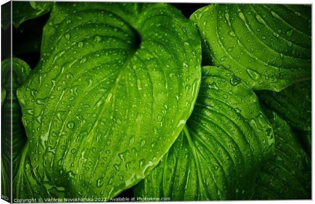 Green leaves with raindrops Canvas Print by Viktoriia Novokhatska