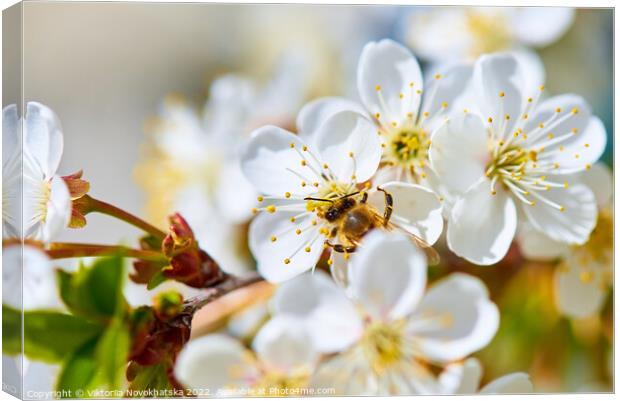 Flowering white cherry Canvas Print by Viktoriia Novokhatska