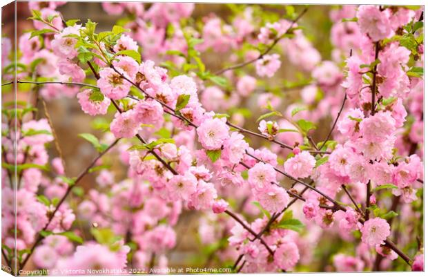 Spring flowering bush pink flowers Canvas Print by Viktoriia Novokhatska